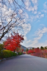 天龍寺　参道　～京都嵐山晩秋紀行～