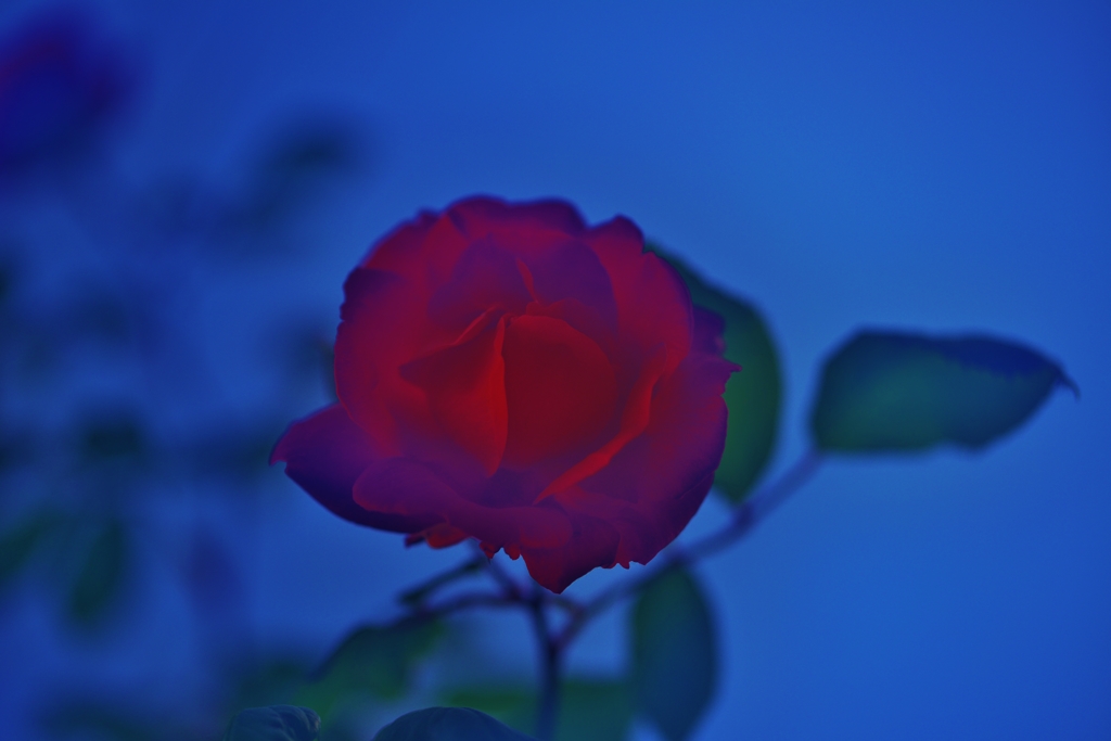 「薔薇のシークレットクラブ」