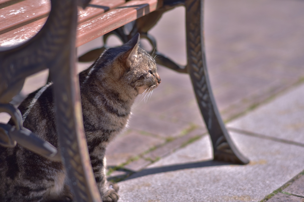 「神戸の海を眺める猫」