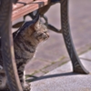 「神戸の海を眺める猫」