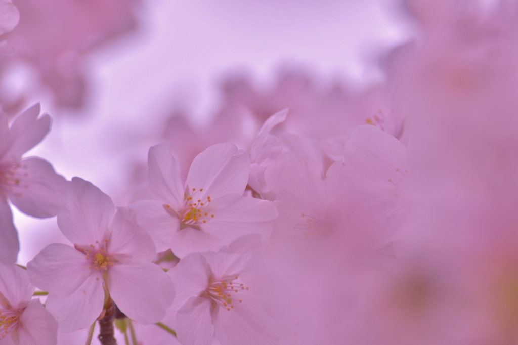 「桜色に染まる空」