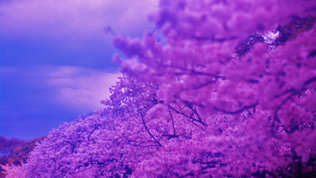 春の情景
