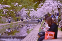 「花見日和」