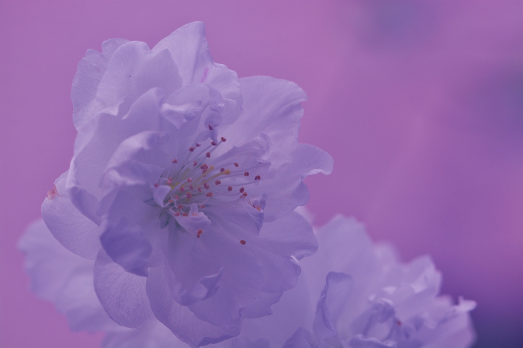 桜色に染まる春　～糸括（いとくくり）～