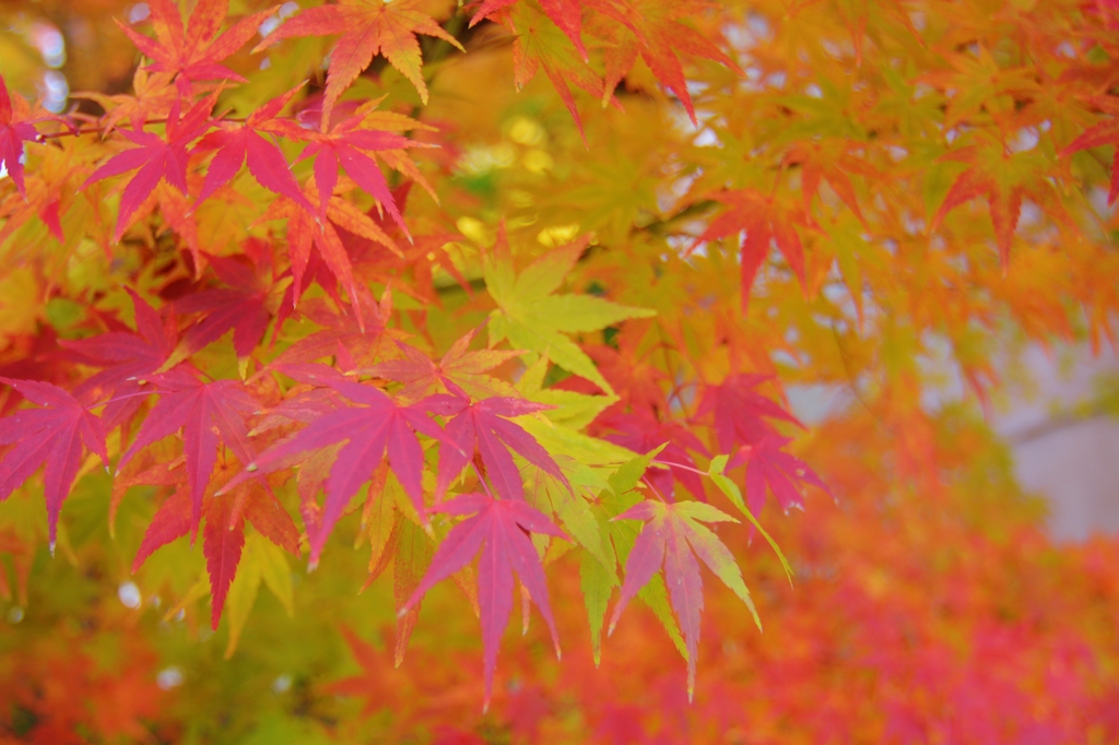 様々に染まる
