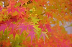 様々に染まる