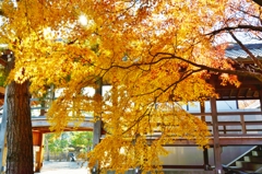 法堂（はっとう）と友雲庵の隙間通し　～京都嵐山晩秋紀行～