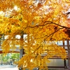 法堂（はっとう）と友雲庵の隙間通し　～京都嵐山晩秋紀行～