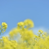 「幼稚園の子供たちが植えた菜の花たち」
