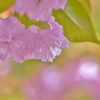 「なごり桜」