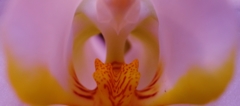 火の鳥