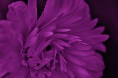 Velvet　flower