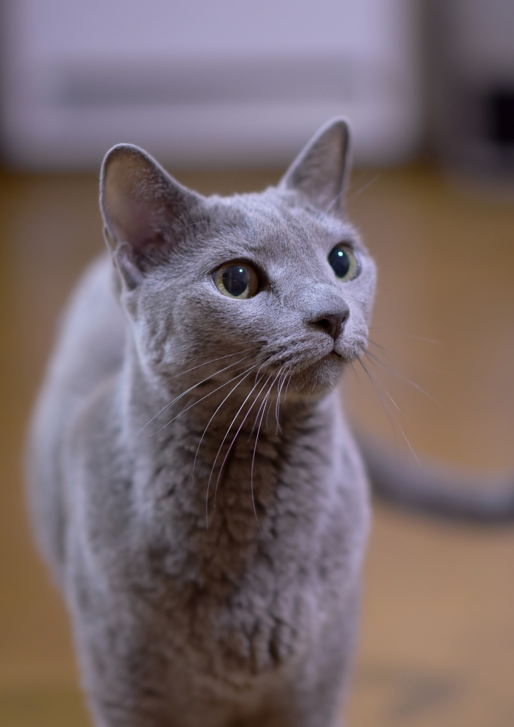 「愛猫倶楽部」