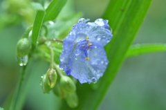 秋雨に打たれて
