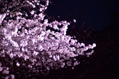 「夜桜」　其の五