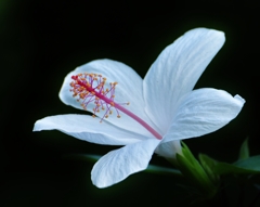 Hibiscus white