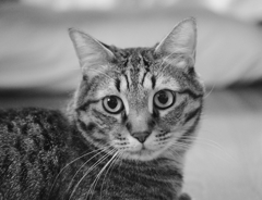 愛猫くるみ