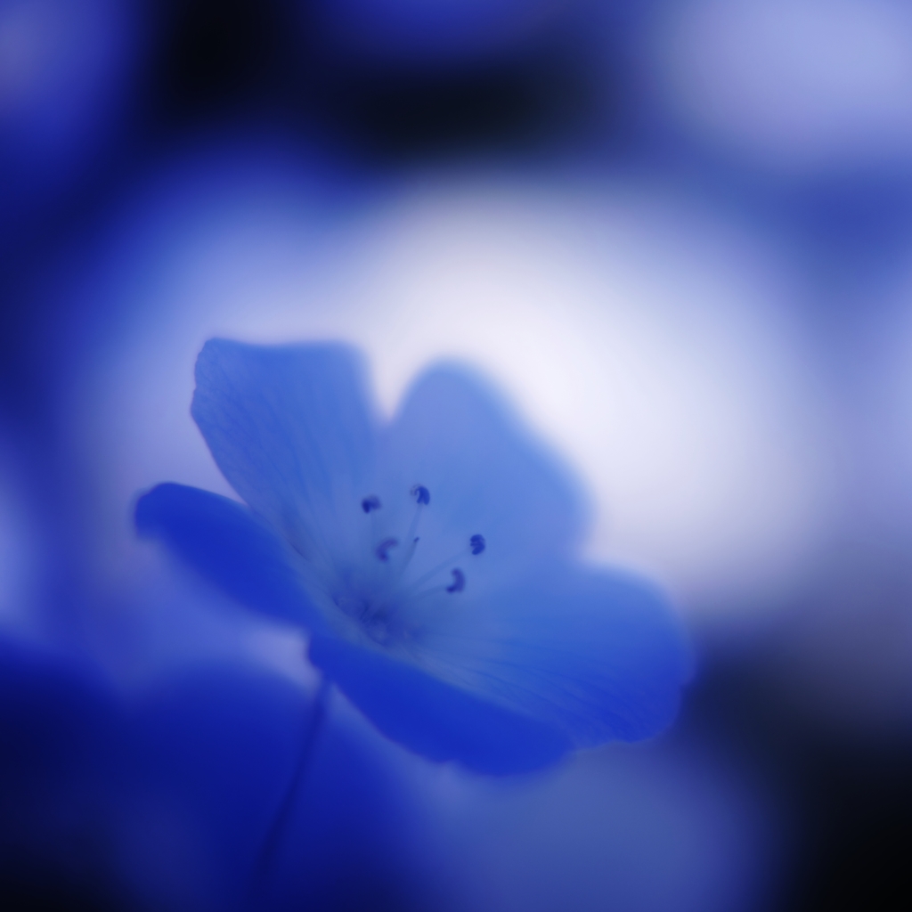 「一輪」