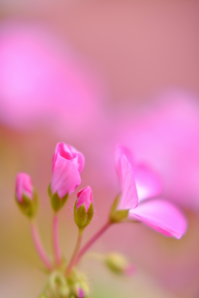 「早朝散歩」