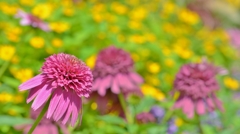 「夢の中のお花畑」