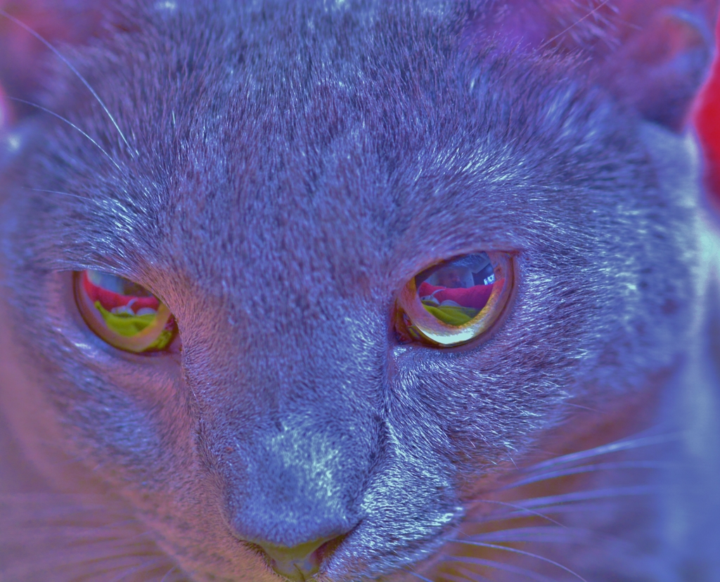 Silver Cat