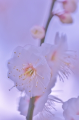 「雨に咲く」