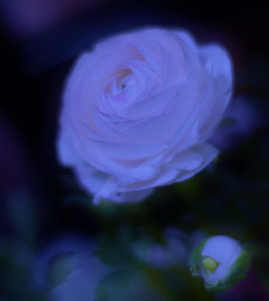 sokajiさんへ　An old rose and a Nokton lens.