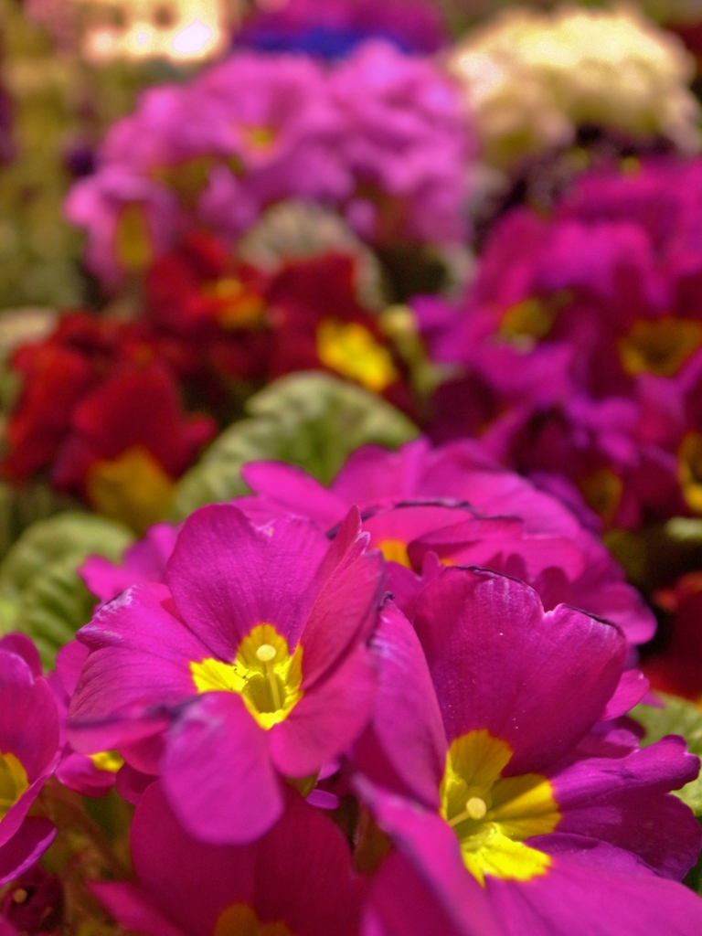 夜のお花畑