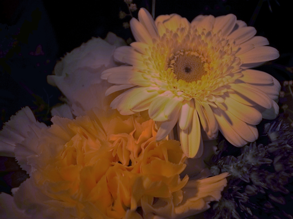 夜に咲く花