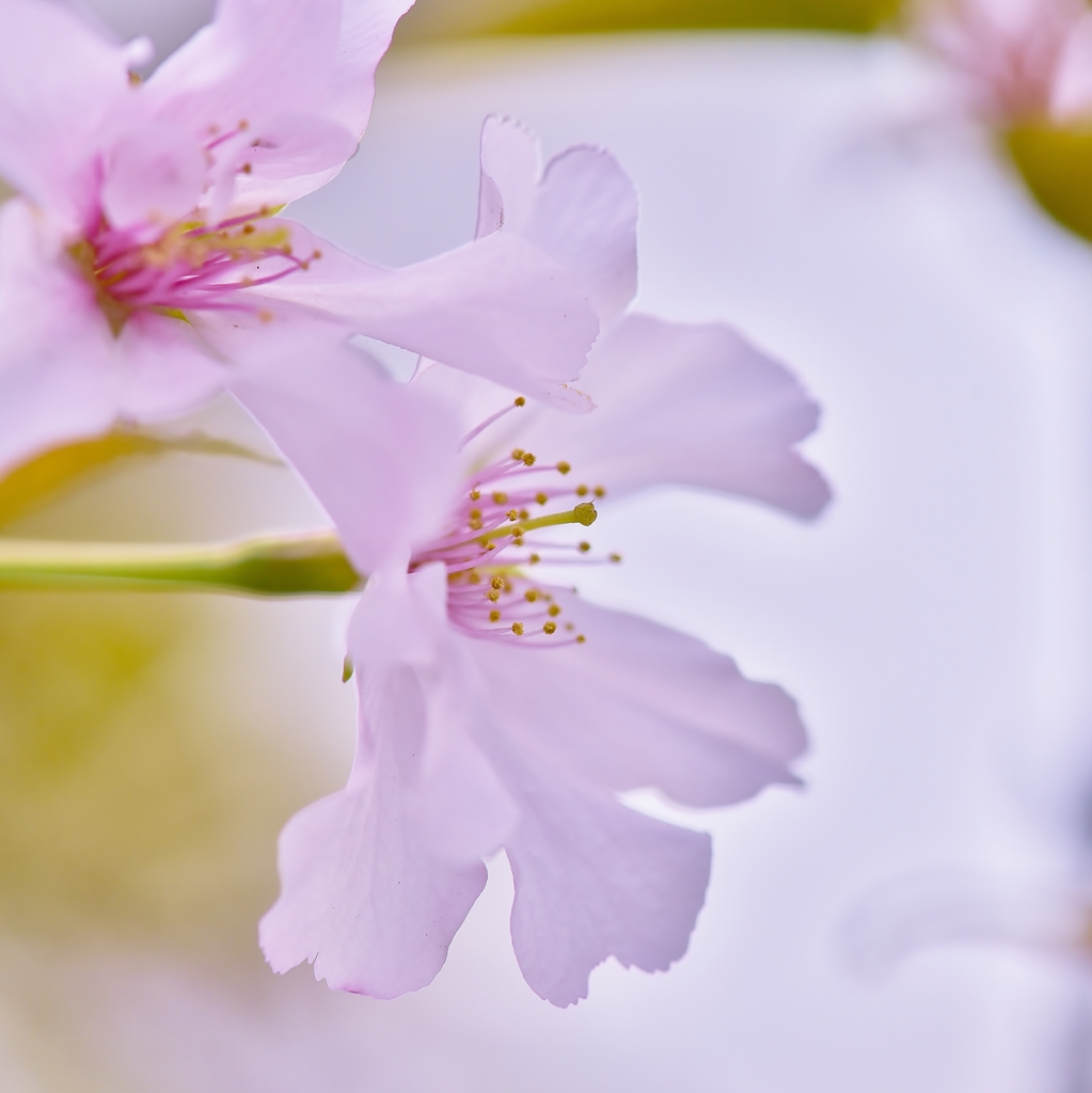 「夙川舞桜」　