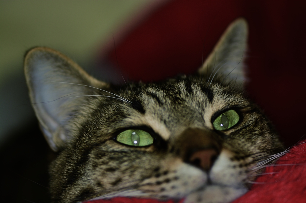 Cat's Eye