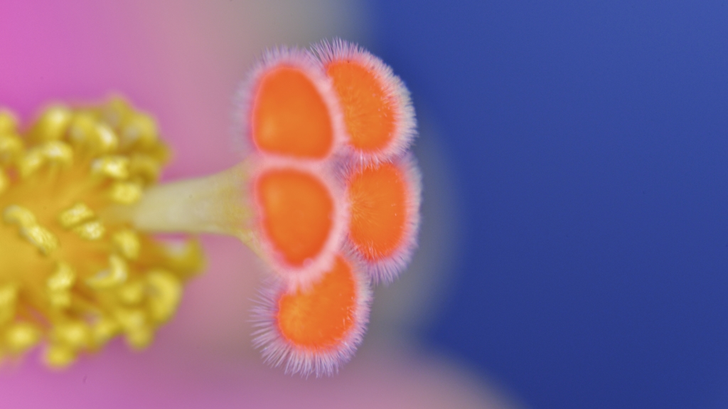 「蕊の世界」