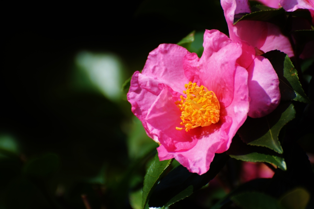 山茶花（サザンカ）　～上品な花を愛する　ブラックオパールさんへ～