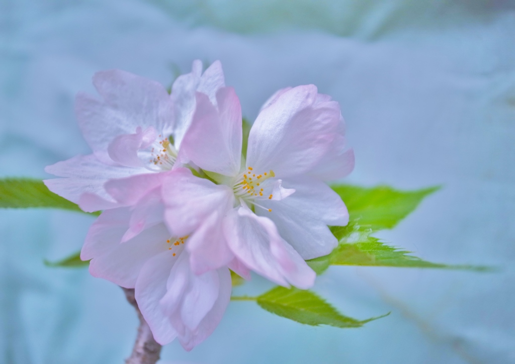 「残り桜」　~巡る季節の中で~