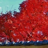 晩秋に映える紅葉