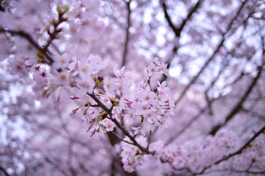 「広角レンズで楽しむ桜」