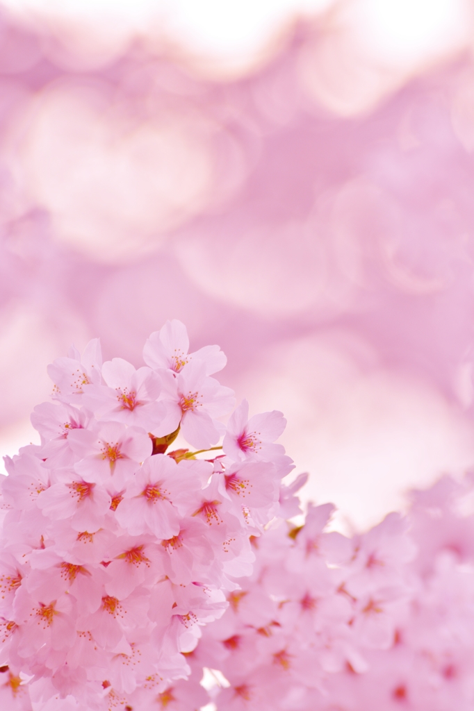 「全てが桜色に染まる」