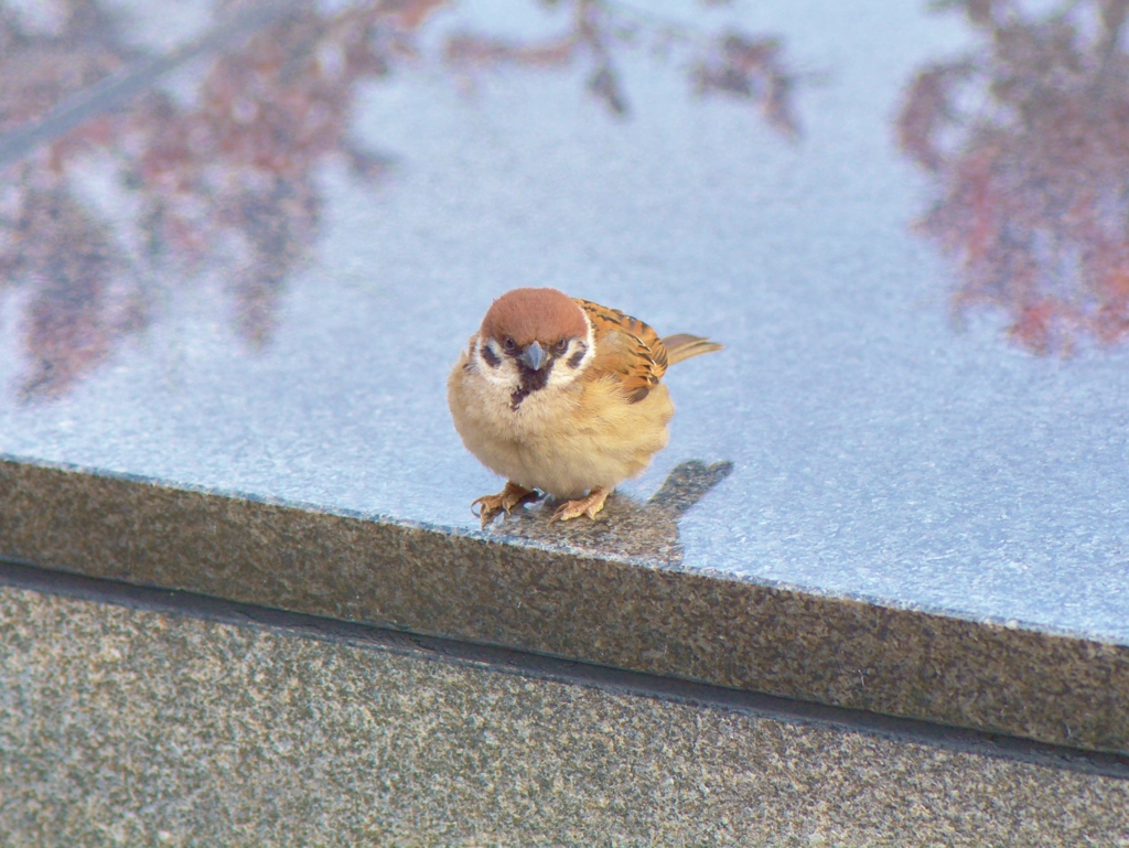 冬の脂肪を蓄えた雀