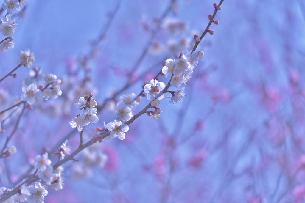 「梅は咲いたよ、桜はもうすぐだね」