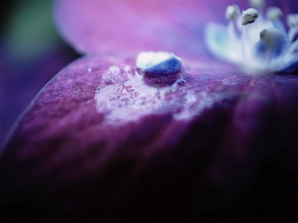 「雨に咲く」