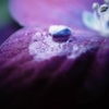 「雨に咲く」
