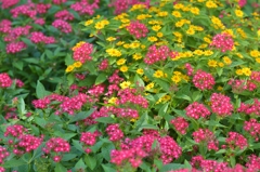 お花畑