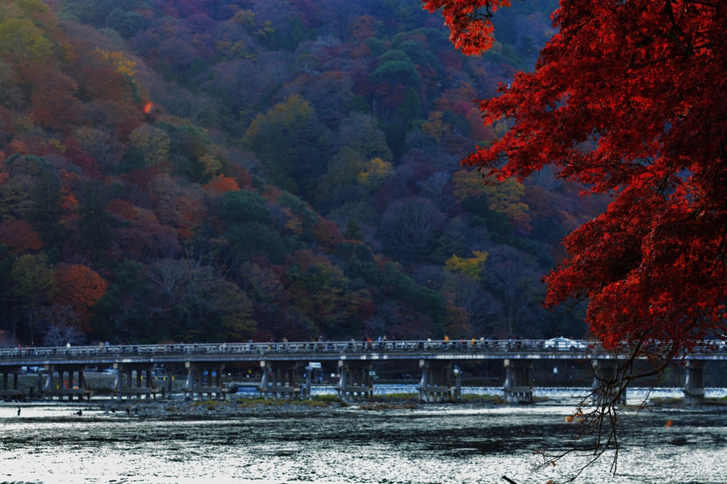 渡月橋と紅葉