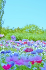 「春のお花畑」