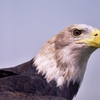 American Eagle  ～アメリカの国鳥～