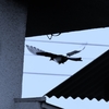 「貴重な鳥　捕捉」