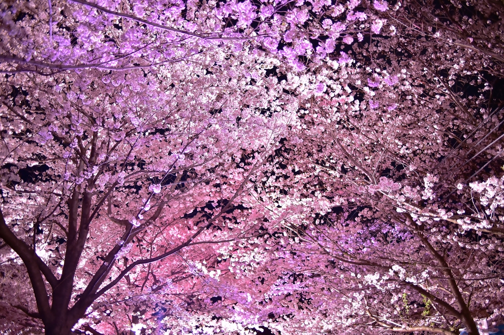 「夜桜」　其の二