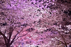 「夜桜」　其の二