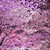 「夜桜」　其の二