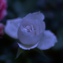 An old rose and a Nokton lens.